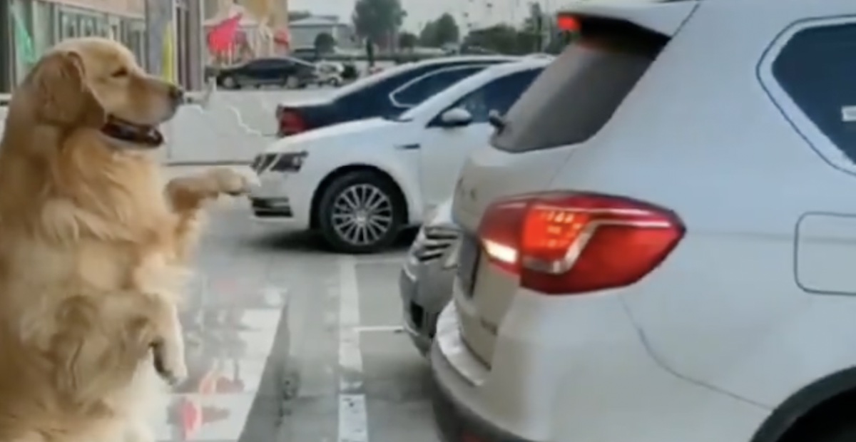 Pies parkowanie czujnik