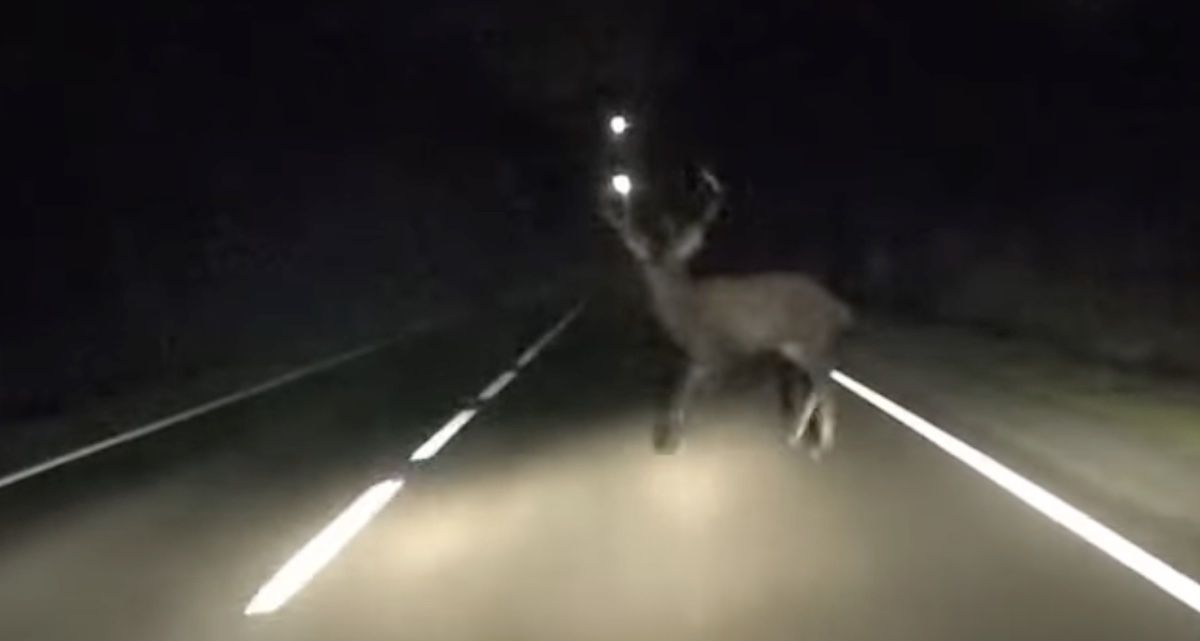 jeleń na drodze