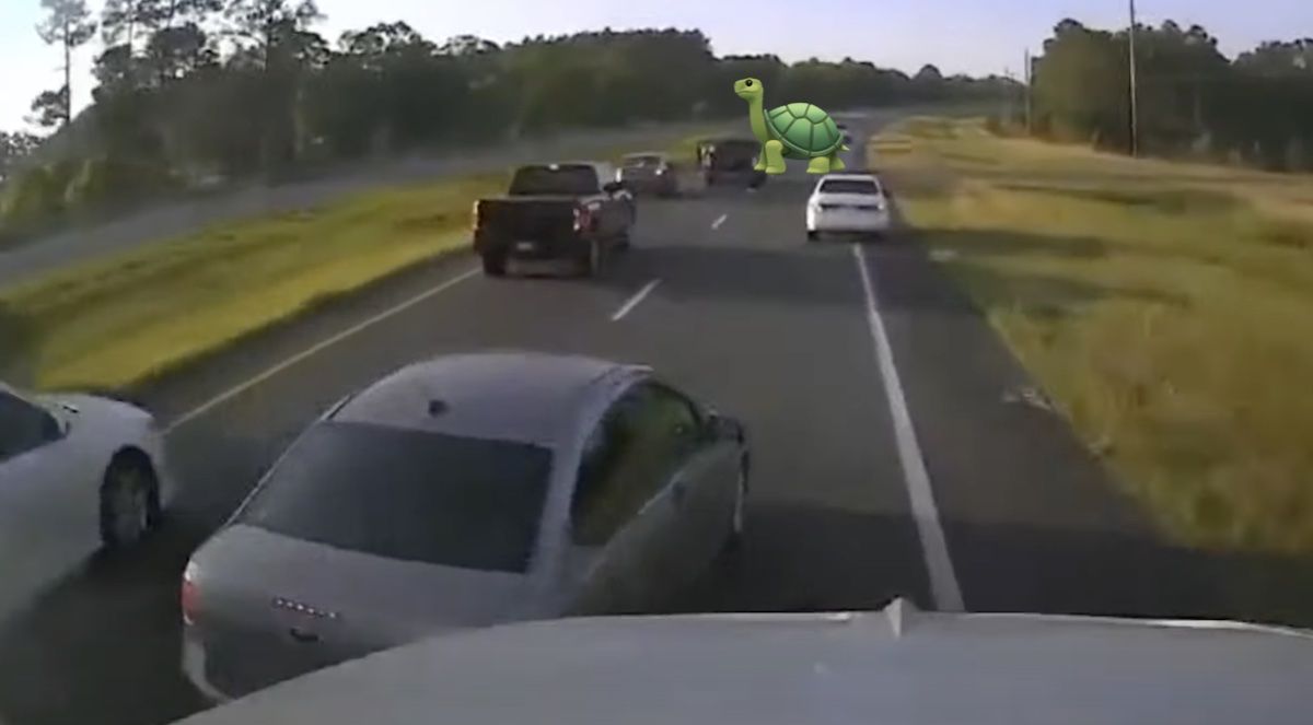 Żółw na drodze