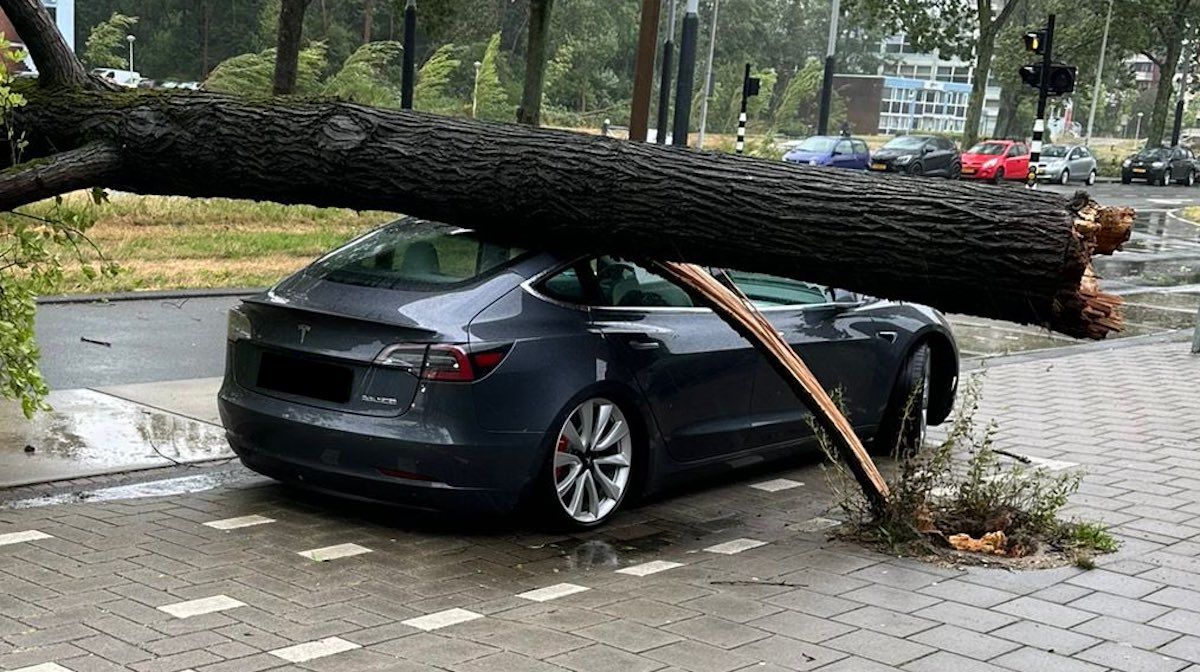 Tesla Model 3 drzewo